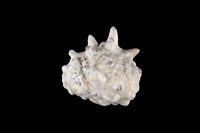 藏品(黃齒岩螺)的圖片